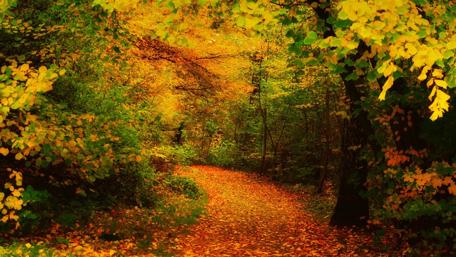 Autumn's Golden Pathway Across Nature's Canvas wallpaper