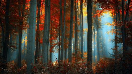 Autumn Serenity in a Sunlit Forest wallpaper