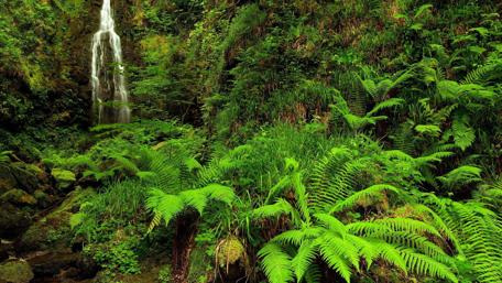 Lush Green Paradise with Waterfall Scene wallpaper