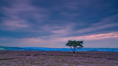 Lonely Tree Under Cloudy Evening Sky wallpaper