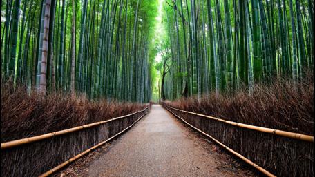 Enchanting Bamboo Pathway wallpaper
