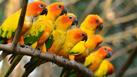 Colorful Parrots Perched on a Branch wallpaper