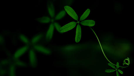 Lush Green Abstract Wallpaper Design wallpaper