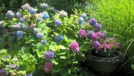 Hydrangea Garden in Full Bloom wallpaper