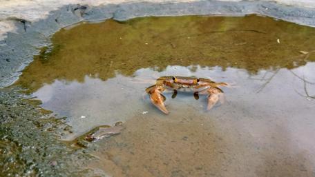 Crab in a Tranquil Pool of Nature wallpaper