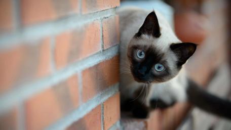 Curious Siamese Cat Beside Brick Wall wallpaper
