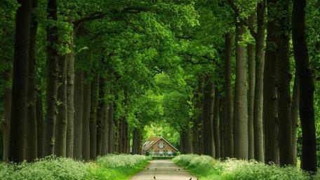 Serene Green Pathway to Tranquility wallpaper