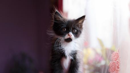 Adorable Black and White Kitten Looking Adorably Curious wallpaper