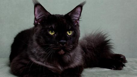 Majestic Black Cat Relaxing on Soft Surface wallpaper