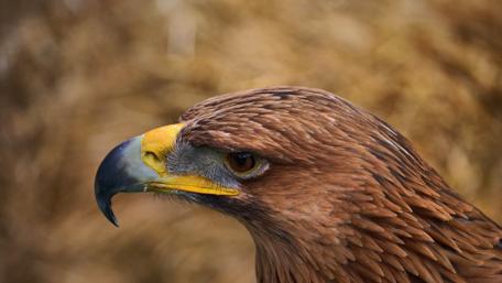 Majestic Gaze of the Proud Eagle wallpaper