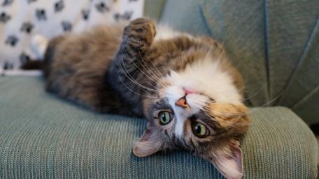 Playful Cat Lounging on a Cozy Sofa wallpaper