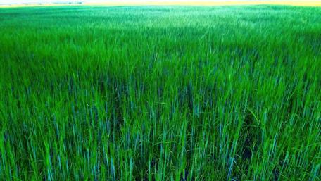 Vibrant Green Fields Under the Sky wallpaper