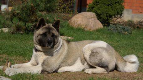 Majestic Akita Relaxing in Nature wallpaper