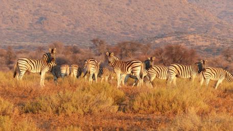 Majestic Zebras in Golden Grassland Light wallpaper