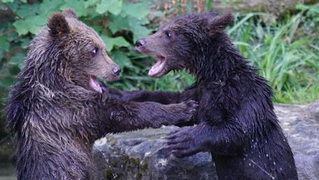 Playful Bears in Nature's Embrace wallpaper