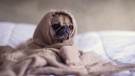 Pug Wrapped in Coziness wallpaper