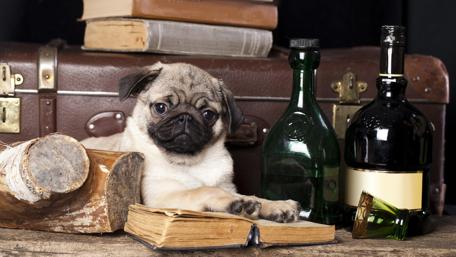 Charming Pug in a Rustic Setting wallpaper
