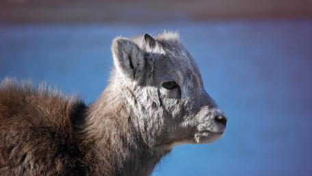 Gentle Spirit of the Arctic Goat wallpaper