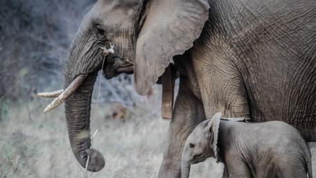 Adorable Elephants Walking Together in Nature wallpaper