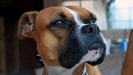 Majestic Boxer Dog Close-Up Wallpaper wallpaper