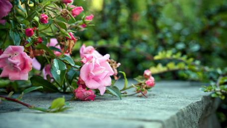 Blooming Pink Roses in a Serene Garden Scene wallpaper