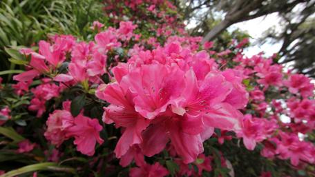 Vibrant Pink Azaleas in Full Bloom wallpaper