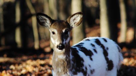Elegant Spotted Deer in Nature’s Embrace wallpaper