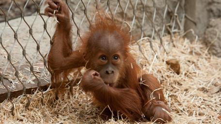 Curious Baby Orangutan Wallpaper wallpaper