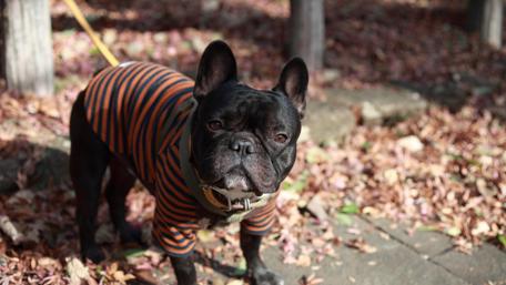 Playful French Bulldog in Cozy Stripes wallpaper