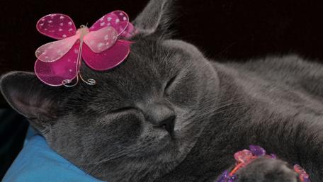 Charming Cat with Butterfly Accessory wallpaper
