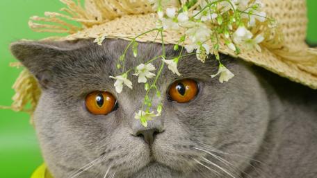 Charming Cat in a Floral Hat wallpaper