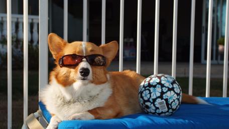 Cool Corgi Enjoying a Sunny Day wallpaper