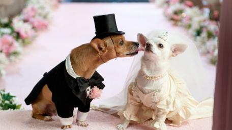 Adorable Dogs Celebrate Love in Style wallpaper