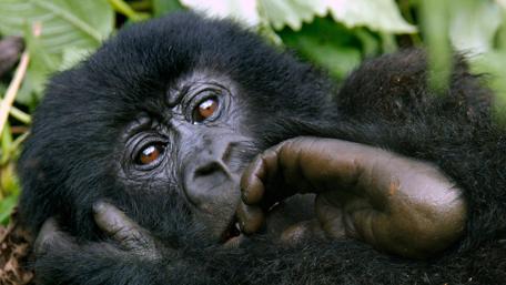 Curious Baby Gorilla in Nature Setting wallpaper