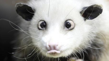 Adorable Possum Close-Up Wallpaper in Stunning Detail wallpaper