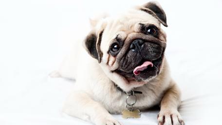 Adorable Pug with a Playful Expression wallpaper