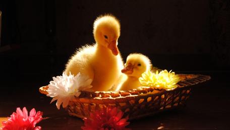 Adorable Ducklings in a Basket wallpaper