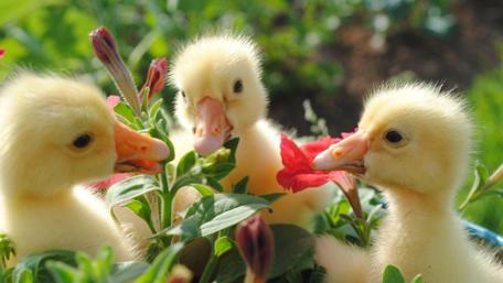 Adorable Easter Ducklings in a Garden wallpaper