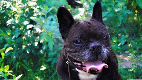 Playful French Bulldog in Nature Scene wallpaper