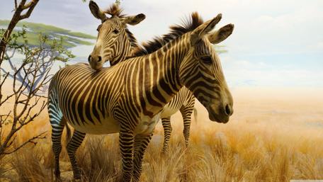 Zebras in the Golden Savannah Grasslands wallpaper