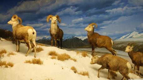 Majestic Rams in Tranquil Mountainscape wallpaper