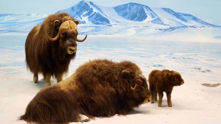 Musk Oxen in a Frozen Landscape wallpaper