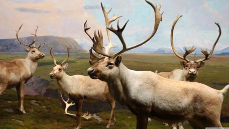 Majestic Reindeer in Nature's Splendor wallpaper