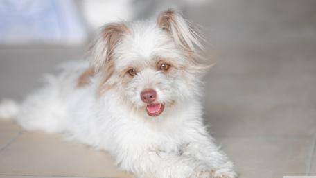 Cute Happy Dog Relaxing in Bright Room wallpaper