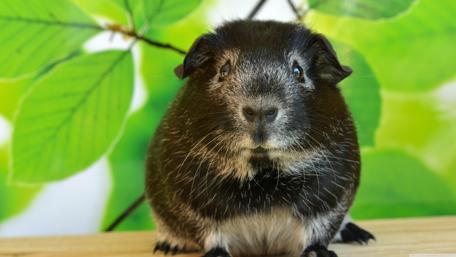 Charming Guinea Pig on a Bright Background wallpaper
