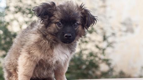 Fluffy Pup Captured in Nature's Embrace wallpaper