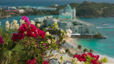 Vibrant Bougainvillea Overlooking the Coastline wallpaper