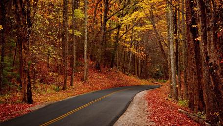 Autumnal Road Embraced by Fiery Foliage wallpaper