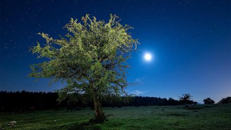 Majestic Tree Under a Starry Sky wallpaper