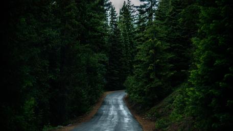 Winding Road Through Enchanted Forest wallpaper
